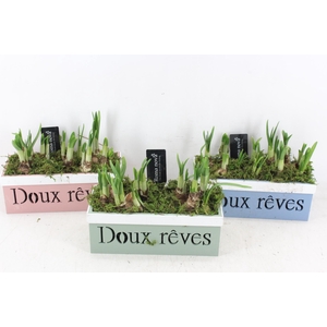 arr4 Narcis RN - Kist Doux reves mix