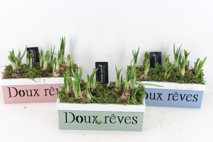 <h4>arr4 Narcis RN - Kist Doux reves mix</h4>