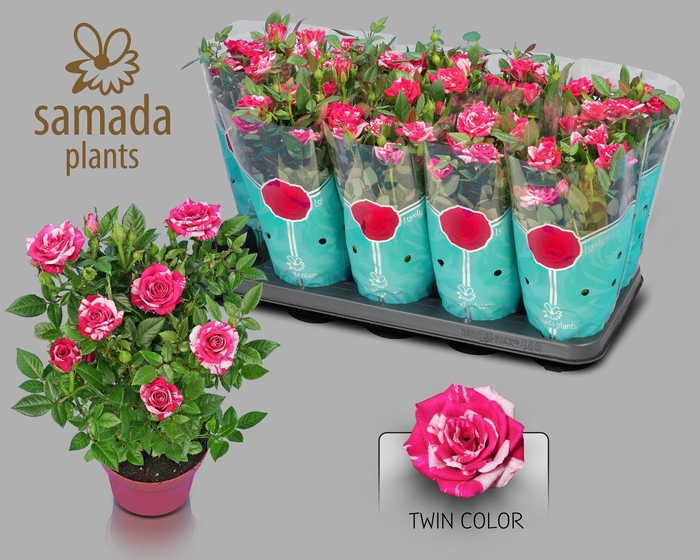 RO TWIN COLOR STAR
