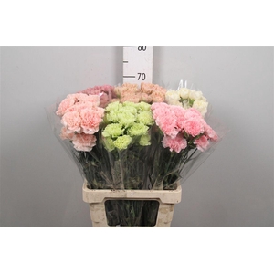 Di St Gemengd Pastel