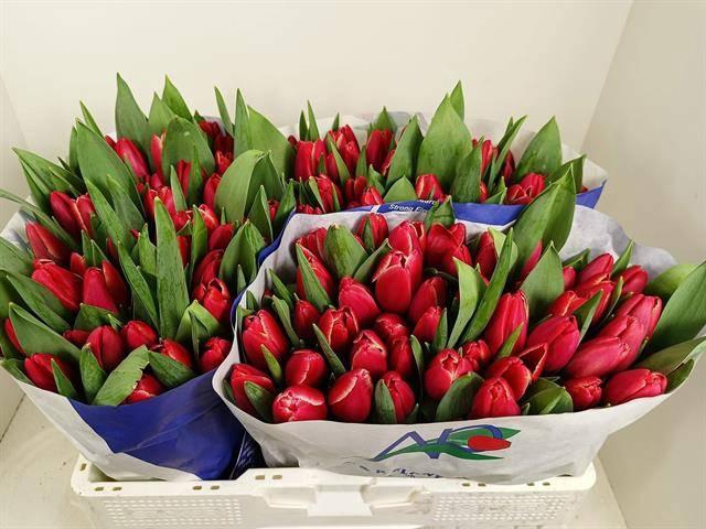 <h4>TU EN KUNG-FU</h4>