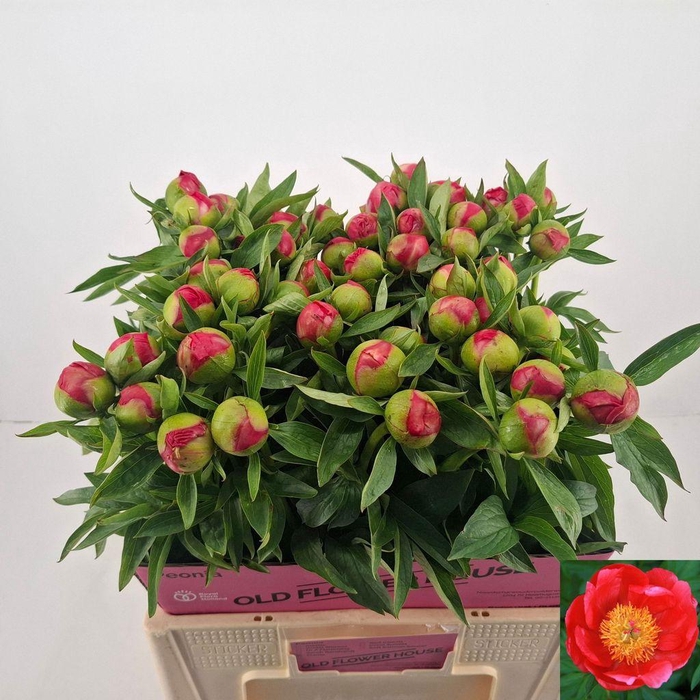 <h4>Paeonia flame</h4>