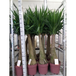Yucca elephantipes   ...