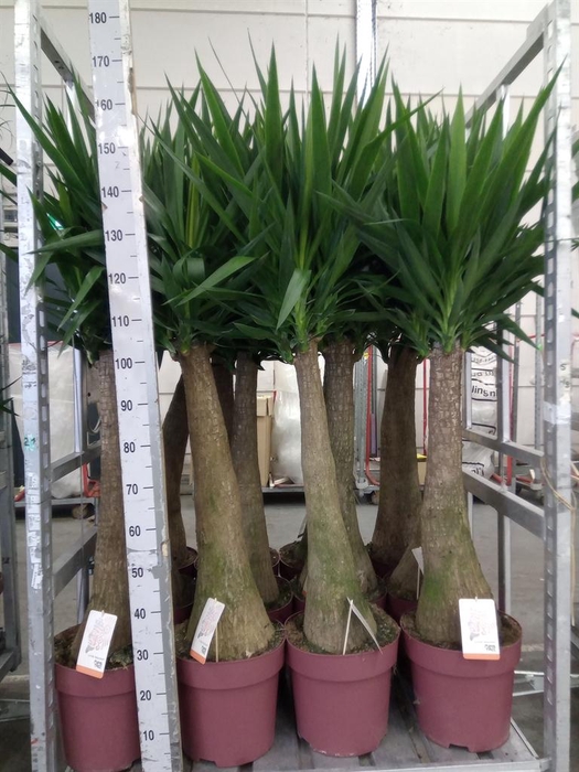 <h4>Yucca elephantipes   ...</h4>