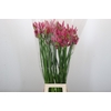 Nerine Lilac