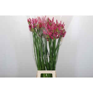 Nerine Lilac