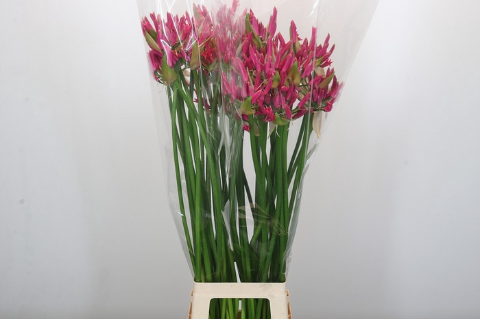 Nerine Lilac