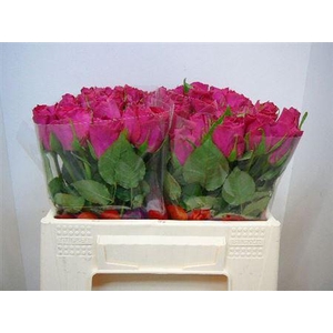 R Gr Madam Cerise