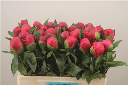 <h4>Paeo L Belgravia</h4>