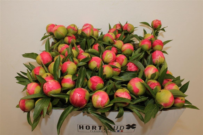 <h4>Paeo L Coral Charm</h4>