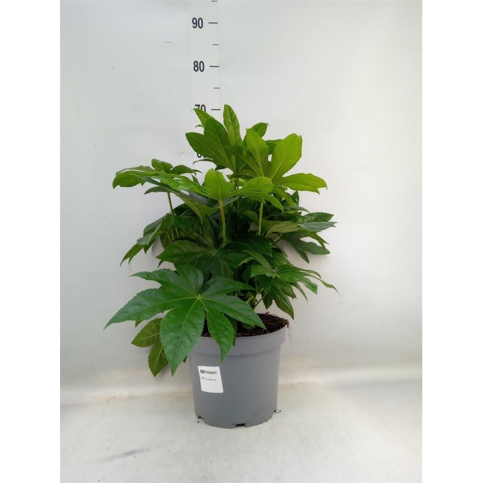 <h4>Fatsia japonica   ...</h4>