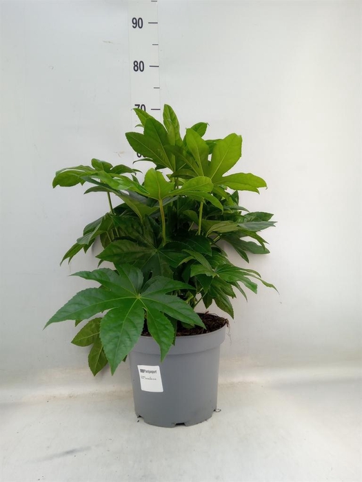 <h4>Fatsia japonica   ...</h4>