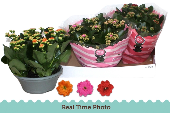 <h4>KAL GE GEM 3 KL</h4>