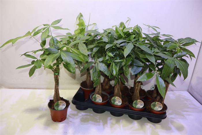 <h4>Pachira Aquatica</h4>