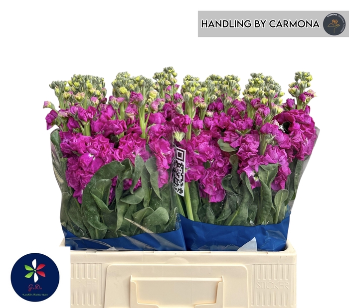 <h4>MATTH IRON ROSE</h4>