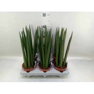 Sansevieria cyl.  ...