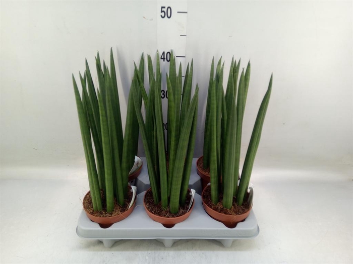 <h4>Sansevieria cyl. ...</h4>