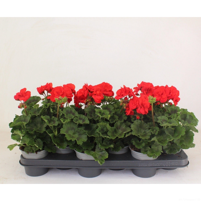 <h4>Pelargonium Zonale Toscane Mylena</h4>