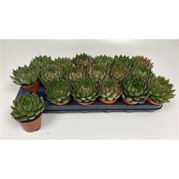 <h4>Echeveria Agavoides</h4>