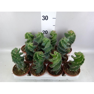 Cereus   ...