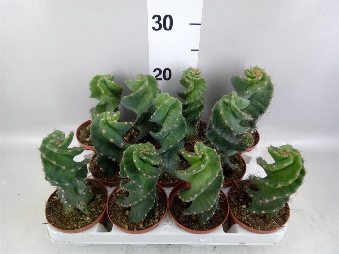 <h4>Cereus ...</h4>