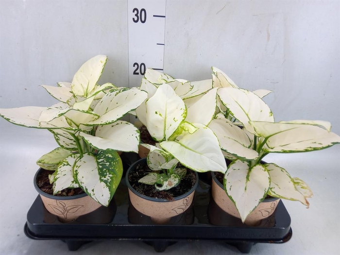 <h4>Aglaonema   ...</h4>