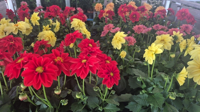 <h4>DAHLIA ROYAL GEM</h4>