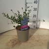 Ceanothus impressus Victoria