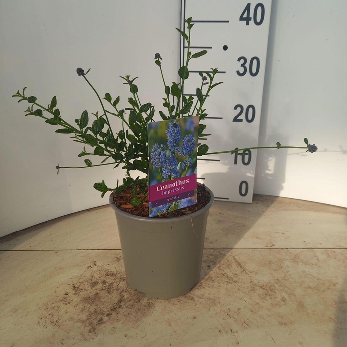 Ceanothus impressus Victoria
