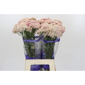 Ozothamnus Cooks Tall Pink