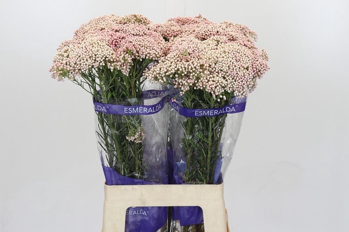 <h4>Ozothamnus Cooks Tall Pink</h4>