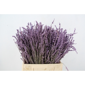 DF Lavender Bs Milka