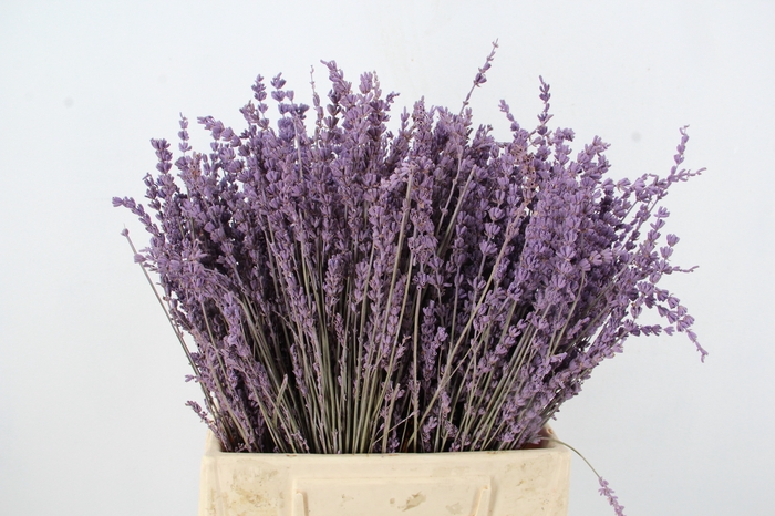 DF Lavender Bs Milka