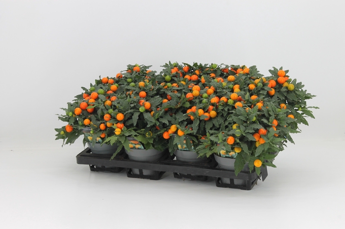 <h4>Solanum Mandarin P13 Decorum</h4>