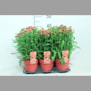 Achillea millef.