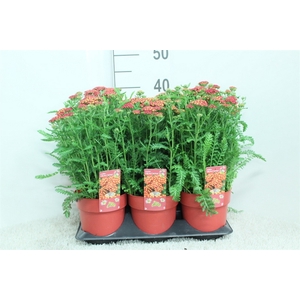 Achillea millef.