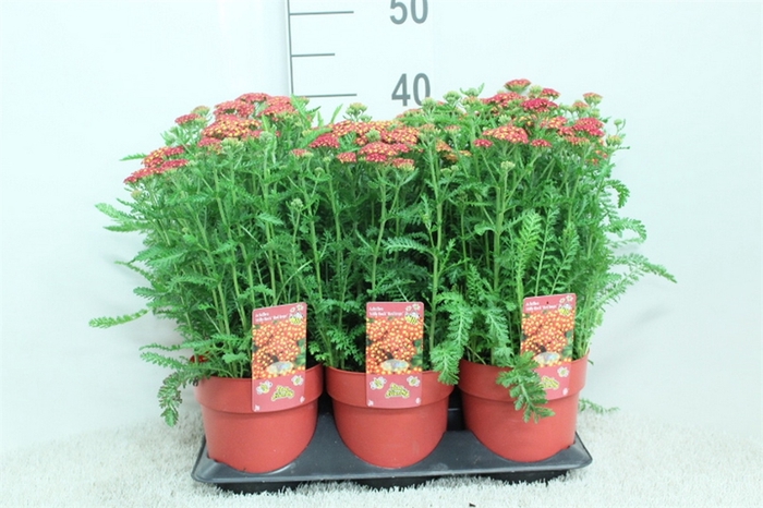 <h4>Achillea millef.</h4>