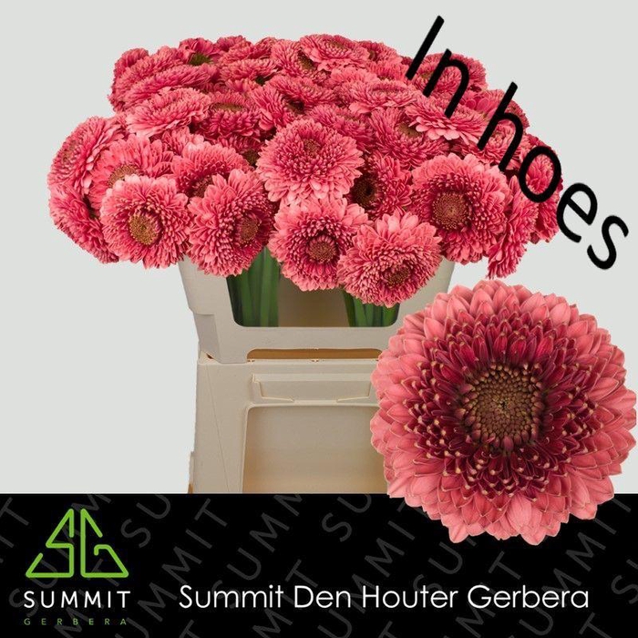 <h4>GE MB GONZO</h4>