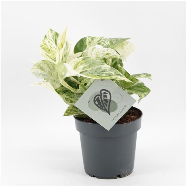 <h4>Epipremnum overig</h4>