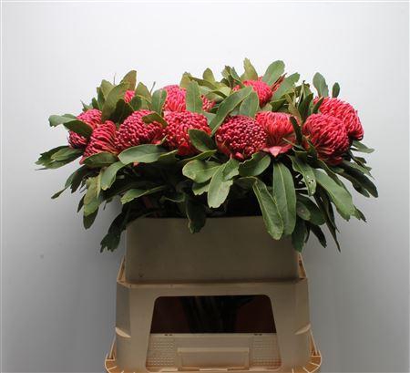 <h4>Protea Waratah</h4>