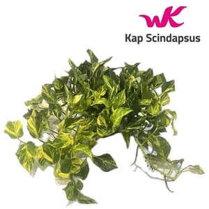 Scindapsus (Epipremnum ) N'Joy Gold schaal