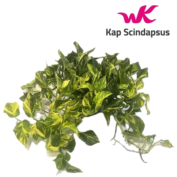 <h4>Scindapsus (Epipremnum ) N'Joy Gold schaal</h4>