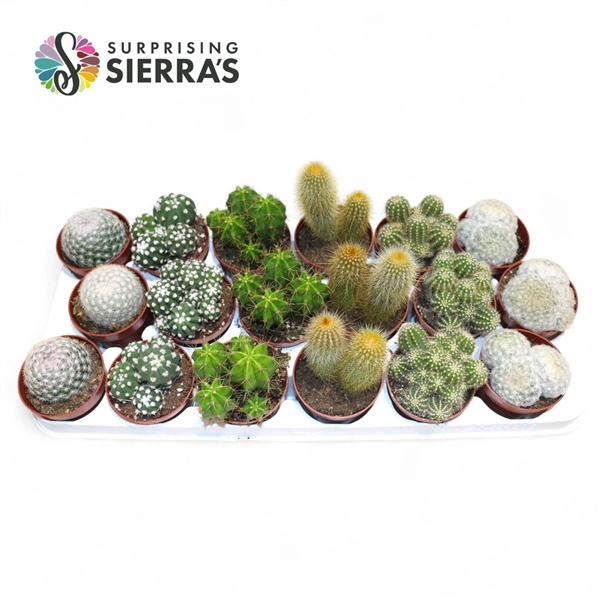 <h4>Sierra's® - Granada Cactus Mix (Prime)</h4>