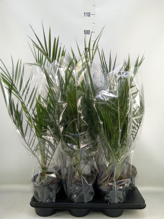 <h4>Phoenix canariensis</h4>