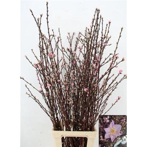 Prunus Pink