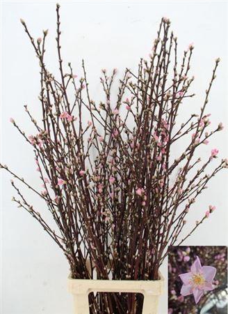 <h4>Peachblossem Pink Per Bunch 110cm Ex</h4>