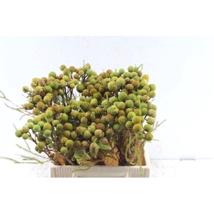 Kaaps Berz Galpinii Baubles