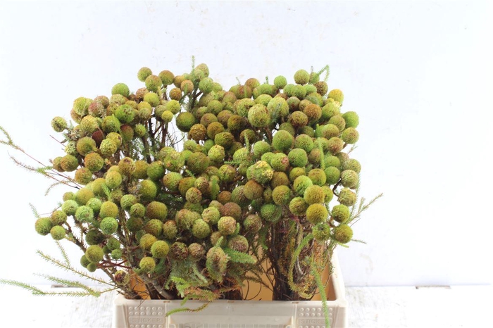 <h4>Kaaps Berz Galpinii Baubles</h4>