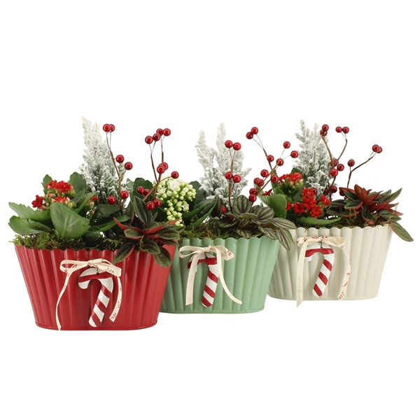 <h4>Arrangementen kamerplanten 6%</h4>