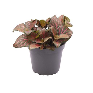 FITTONIA VERSCHAFFELTII p6 red